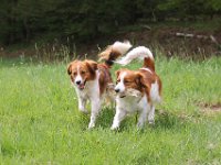 IMG 0116  13
