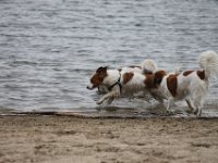 IMG 9318
