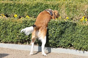 IMG_0307