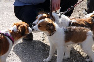 IMG_0022