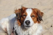 IMG_1518