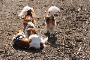 IMG_0012