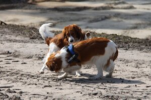 IMG_0013