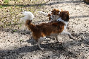 IMG_0039