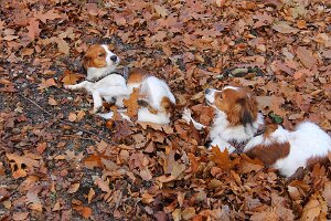 IMG_031
